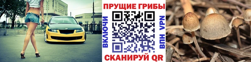 Галлюциногенные грибы Psilocybe Саянск